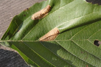 Phyllonorycter klemannella1.jpeg