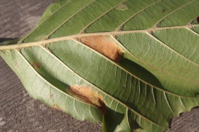 Phyllonorycter klemannella2.jpeg