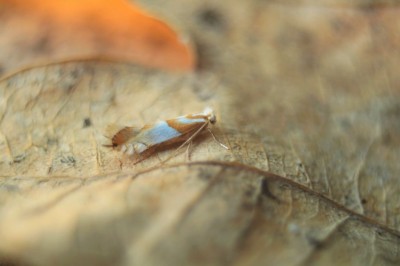 Phyllonorycter roboris.jpeg