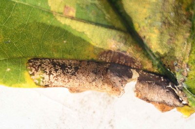 Phyllonorycter roboris1.jpeg