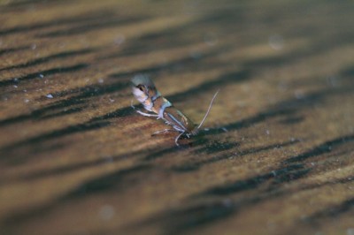 Phyllonorycter ulmifoliella.jpeg