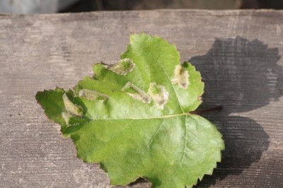 Phyllonorycter ulmifoliella1.jpeg