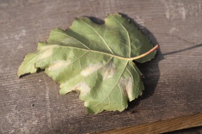 Phyllonorycter ulmifoliella2.jpeg