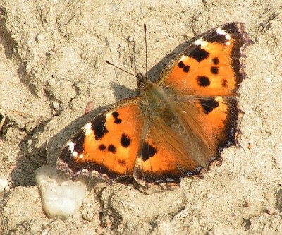 Nymphalis sp. 17.3.12 CF33.jpg