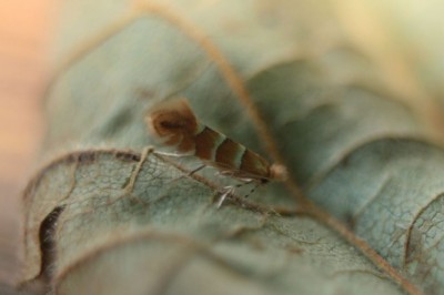 Phyllonorycter nicellii.jpeg