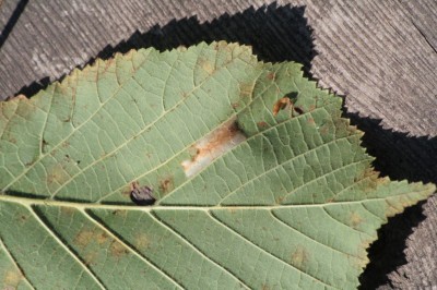 Phyllonorycter nicellii1.jpeg