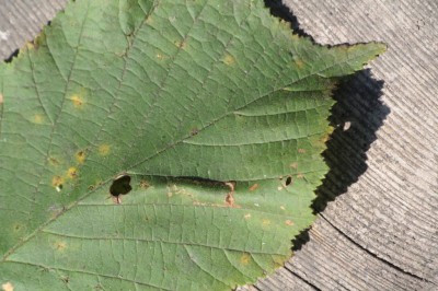 Phyllonorycter nicellii2.jpeg