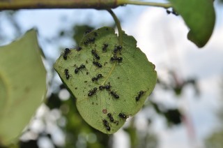 lasius fuliginosus na gruszy.jpg