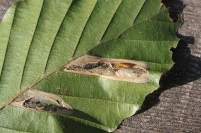 Phyllonorycter maestingella1.jpeg