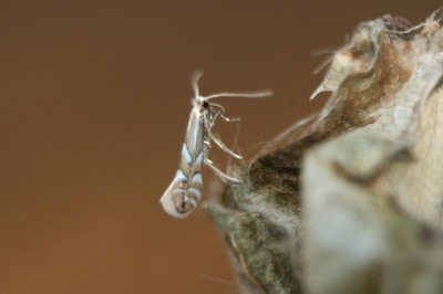 Phyllonorycter maestingella2.jpeg