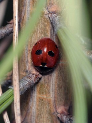 20.03.2012, Dobarz<br />Coccinella quinquepunctata ( Linnaeus, 1758 )