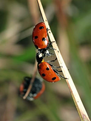 20.03.2012, Dzikie<br />Coccinella septempunctata ( Linnaeus, 1758 )