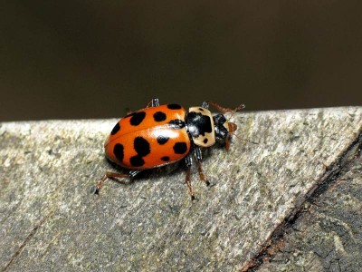 24.03.2012, Dobarz<br />Hippodamia tredecimpunctata (Linnaeus, 1758)