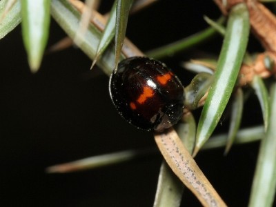 24.03.2012, Dobarz<br />Chilocorus bipustulatus (Linnaeus, 1758)