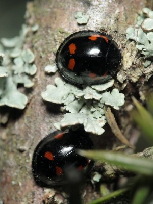 24.03.2012, Dobarz<br />Exochomus quadripustulatus (Linnaeus, 1758)