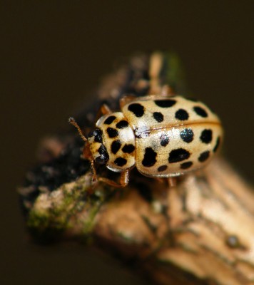 Anisosticta novemdecimpunctata. Zatoka Miła, Jezioro Ukiel, Olsztyn 22.03.2012.