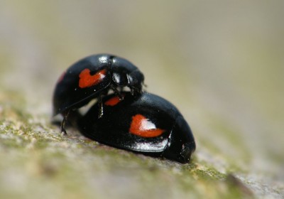 Exochomus quadripustulatus. Lasek brzozowy nad brzegiem Zatoki Miłej Jeziora Ukiel, Olsztyn 16.03.2012