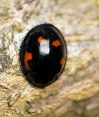 Exochomus quadripustulatus. Jezioro Ukiel. Olsztyn 27.03.2012