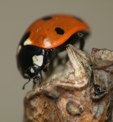 Coccinella septempunctata. Jezioro Ukiel. Olsztyn 27.03.2012