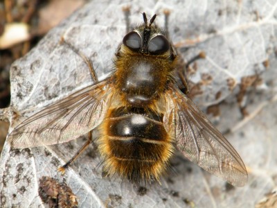 Kolejny samiec Tachina ursina, okolice rozlewiska, Olsztyn. 10.04.2012