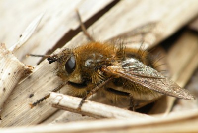 Samica Tachina ursina, okolice rozlewiska, Olsztyn. 10.04.2012