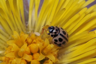 12.04.2012, Białystok <br />Tytthaspis sedecimpunctata (Linnaeus, 1761)