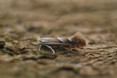 22.04.2012 Phyllonorycter maestingella.jpeg