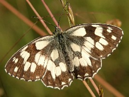 Melanargia galathea galathea L, 1758, 09.07.2005 Podkarpacie.