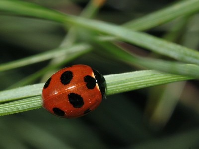 27.04.2012r. Święta Woda<br />Coccinella magnifica (Redtenbacher, 1843)