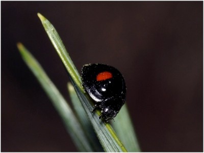 28.04.2012 Studzianki UTM: FE 50 <br />Chilocorus renipustulatus (Scriba, 1790)