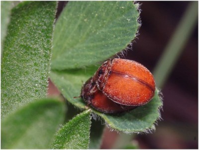 28.04.2012 Studzianki UTM: FE 50 <br />Subcoccinella vigintiguatuorpunctata (Linnaeus, 1758)