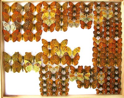 Argynnis.jpg