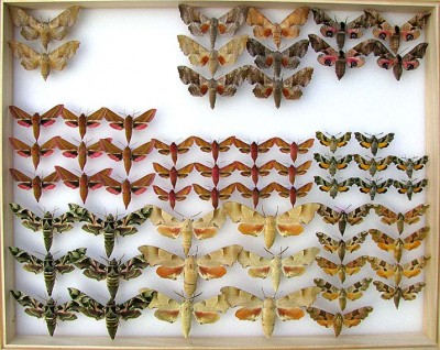 sphingidae1.jpg