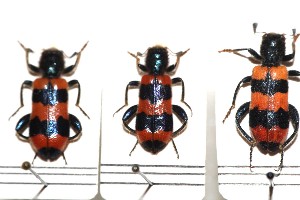 Trichodes sp..JPG