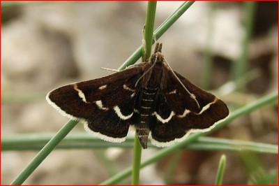 Pyrausta nigrata.JPG