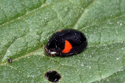 15.05.2012 Ponure, Puszcza Knyszyńska UTM: FE 50<br />Adalia decempunctata (Linnaeus, 1758)