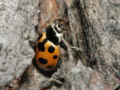 15.05.2012 Ponure, Puszcza Knyszyńska UTM: FE 50<br />Ceratomegilla notata (Laicharting, 1781)