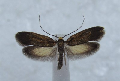 Roeslerstammia pronubella