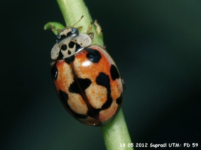 18.05.2012 Supraśl<br />Adalia decempunctata (Linnaeus, 1758)