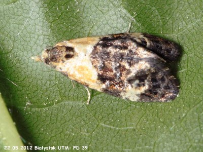 Phtheochroa schreibersiana.jpg