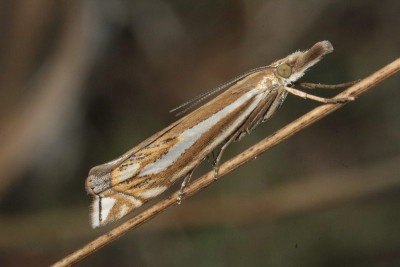 &lt;2&gt;Czarna Białostocka 26.05.2012 polana pod trakcją wysokiego napięcia, niedaleko zalewu