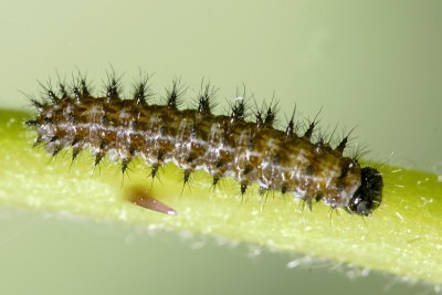 Dość trudno o zdjęcia wczesnych stadiów -  Młode larwy na dzień kryją się w ściółce i to dosyć skutecznie.