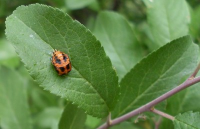 Harmonia axyridis