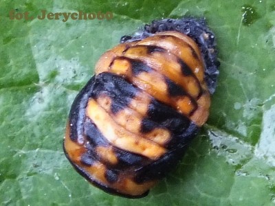 Coccinella septempunctata.P.jpg