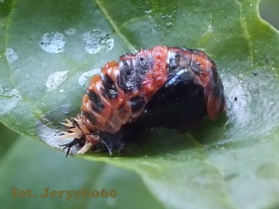 Harmonia axyridis.1.jpg