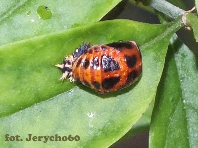 Harmonia axyridis.4.jpg