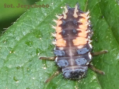 Harmonia axyridis.9.jpg