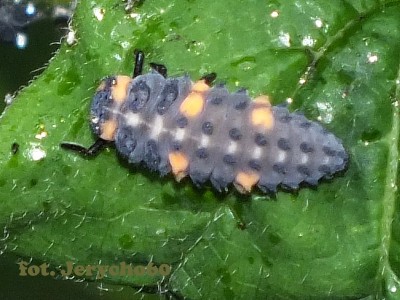 Hippodamia (Semiadalia) notata.jpg