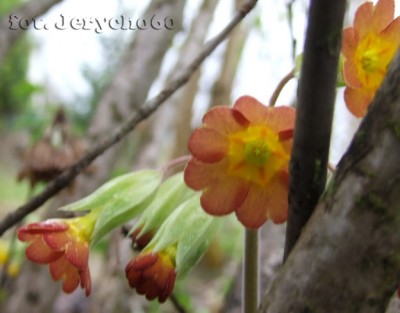 Pierwiosnek lekarski - Primula veris, krzyżówka z jakimś hodowlanym. W latach 70` był przywleczony na tutejsze ogródki działkowe z Zamojszczyzny obecnie dość popularny. Stalowa Wola