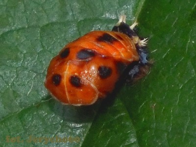 Harmonia axyridis.10.jpg